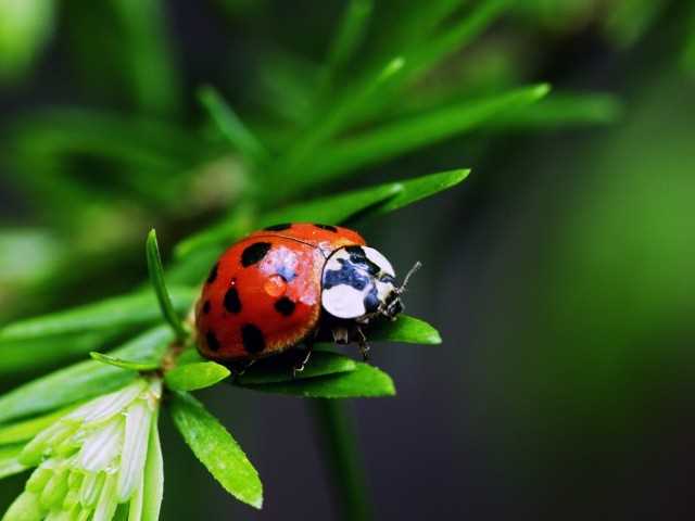 Tips For Selecting a Pest Control Professional